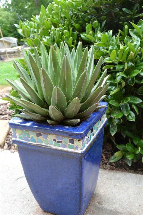 Low Maintenance Plants For Pots Outdoors | Garden Design Ideas