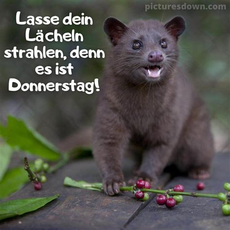 Lustige Guten Morgen Donnerstag Bild Kopi Luwak Kostenlos