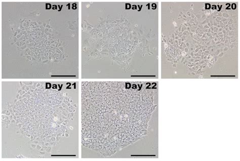 Rna Based Reprogramming Of Human Primary Fibroblasts Into Induced