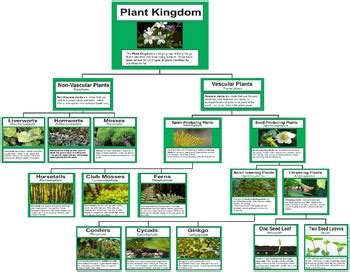 Plant Kingdom Charts Cards Kingdom Plantae Classifying Plants Plants