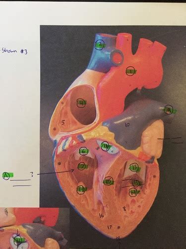 Bio Lab Heart Flashcards Quizlet