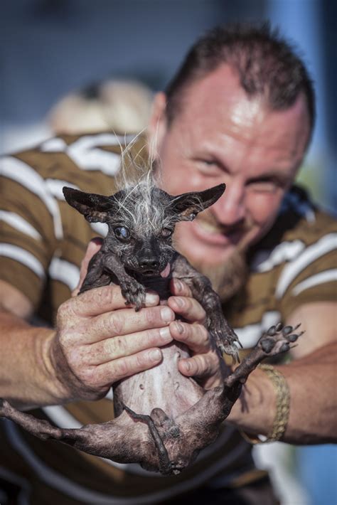 9 pictures of SweePee Rambo, the world’s ugliest dog | For The Win