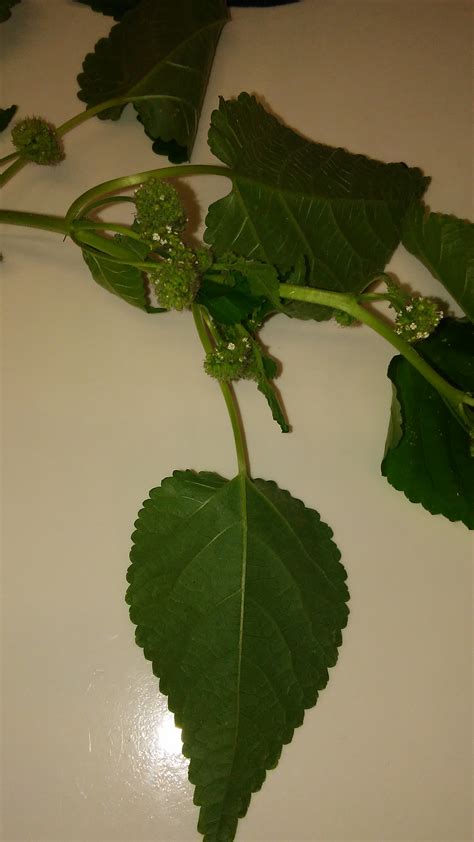 Mystery plants: Dog Fennel, Chambers Bitter and Mulberry Weed | The