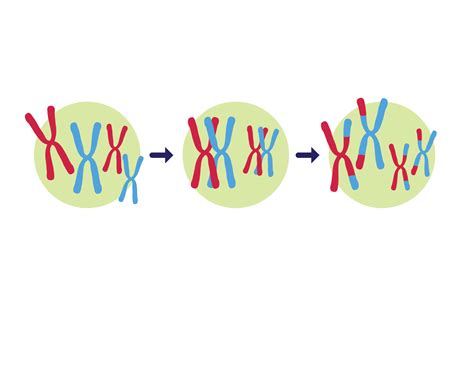 Genetic Variation - Biology Simple