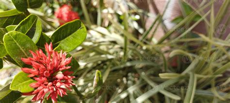 ixora chinensis comúnmente conocida como ixora china es una especie