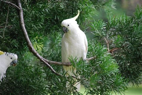 Umbrella Cockatoo Care Guide - Diet, Lifespan & More » Petsoid