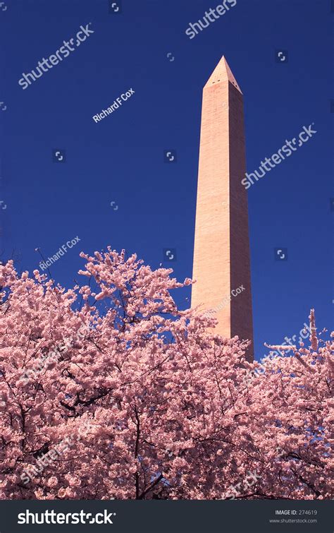 Washington Monument Cherry Blossom Time Stock Photo 274619 Shutterstock