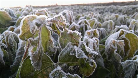 Cómo Proteger Los Cultivos De Las Heladas Este Invierno Infocampo