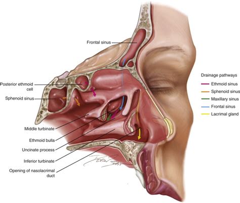 Where Does Maxillary Sinus Drain