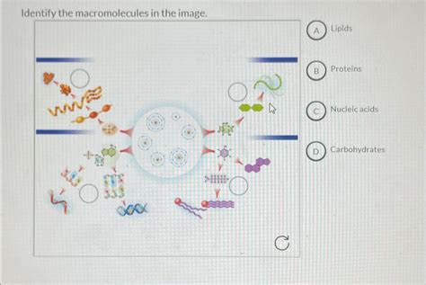 Solved Identify The Macromolecules In The Image