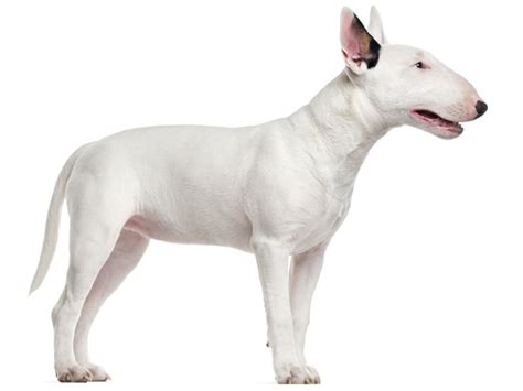 Bull Terrier Caractère Et éducation Santé Et Entretien Prix