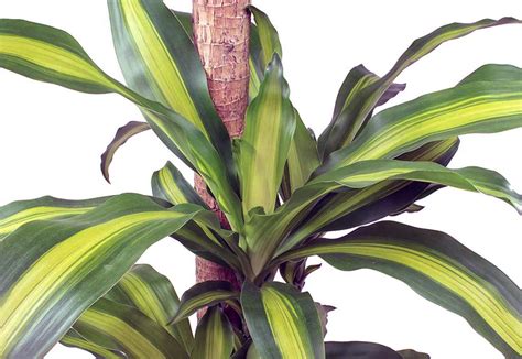 Dracaena Massangeana Plant Care Guide