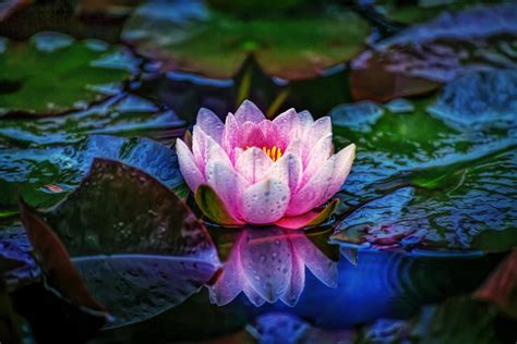 Download Pink Flower Macro Reflection Leaf Dew Nature Water Lily 4k