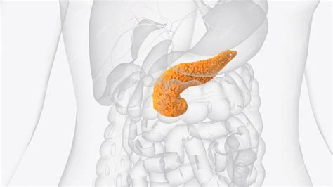 Premium Photo | The pancreas is an organ located in the abdomen