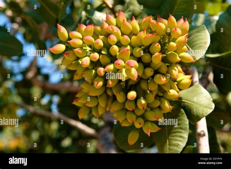 How Do Pistachios Grow