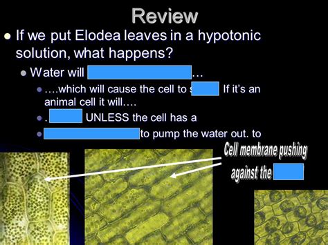 Question Of The Day 12 7 Homeostasis Ppt Download