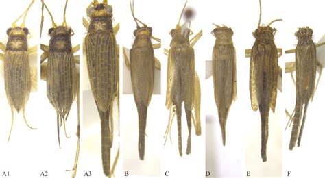 Morphological Features Of Trigonidiinae Spp Body In Dorsal View A