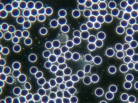 Live Blood Analysis - Health Scope