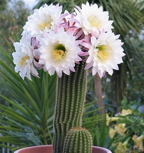 Echinopsis Spachiana EcuRed