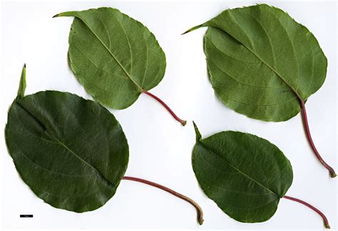 Actinidia arguta - Trees and Shrubs Online