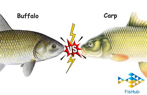 Buffalo Fish Vs Carp A Comprehensive Comparison Fishub