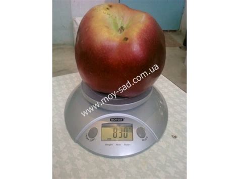 Яблоня Джумбо Помм Описание Фото – Telegraph