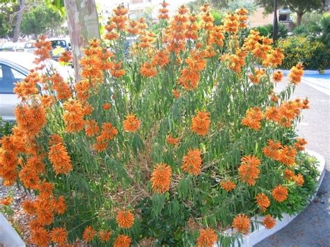 How To Grow and Care for Leonotis leonurus (Wild Dagga) | Florgeous