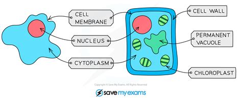 cell structure igcse biology revision notes