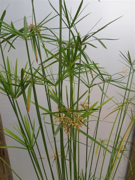 Cyperus Alternifolius Umbrella Grass Devon Pond Plants