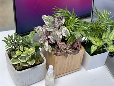 12 Desk Plants That Don't Need Sunlight - THE SAGE