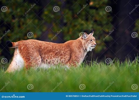 Lynx Walking In The Forest Path. Wild Cat Lynx In The Nature Forest ...