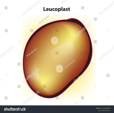 Botanical Illustration Leucoplast Plant Cell Membranebound Stock Vector ...