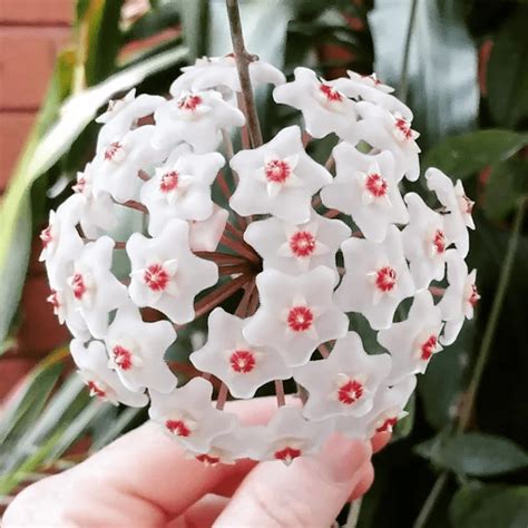 Porcelain Flower How To Plant And Care For Hoya Gardeninguru