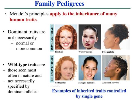 Patterns Of Inheritance Ppt Download