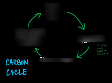 Carbon Cycle Diagram Quizlet