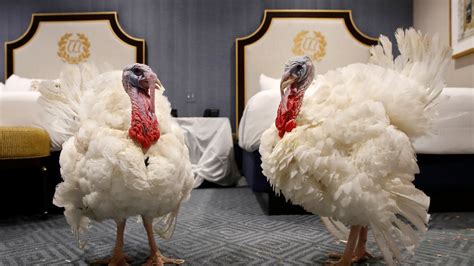 Trump Pardons Turkey A Look At The White Houses Thanksgiving