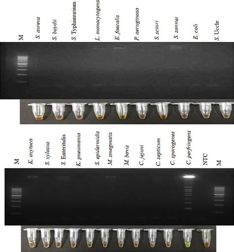 Specificity Of Psr Assay First Row Electrophoretic Pattern Of Psr