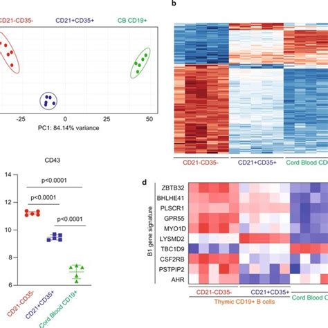 Intrathymic Differentiation Of Thymic Plasma Cells In Human Neonates A