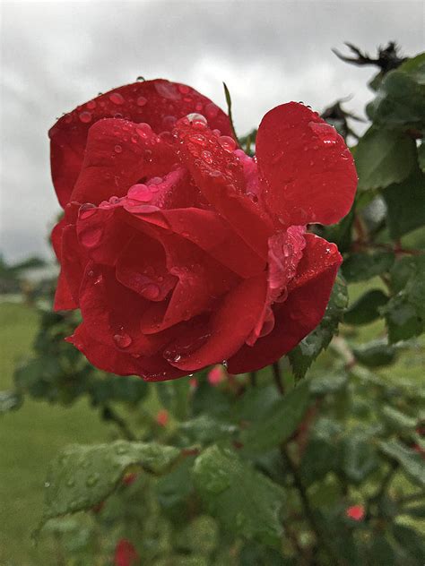 Raindrops On Roses Photograph By Greg Lane Pixels