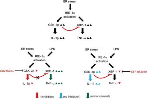 Endoplasmic Reticulum Stressinduced Ire1α Activation Mediates Cross