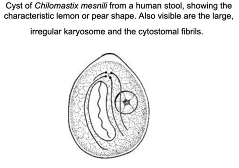 Parasites Eggs Cysts Larva Flashcards Quizlet