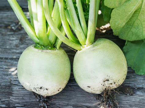 Growing Green Radishes | DIY