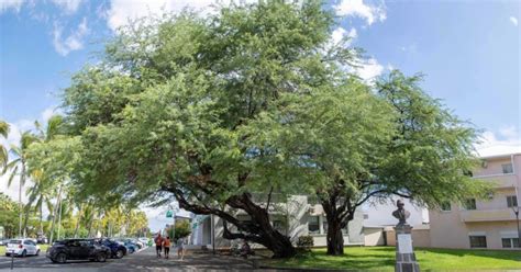 Le prosopis du Port en lice pour l élection de l arbre de l année