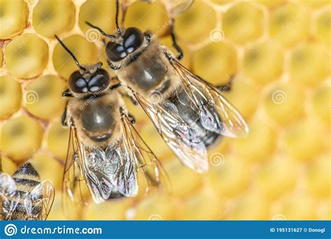 Closeup Macro Big Drone Bee In Honeycomb Male Bee With Bee Worker Stock