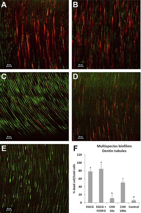 Scielo Brasil Synergistic Antimicrobial Potential Of Egcg And