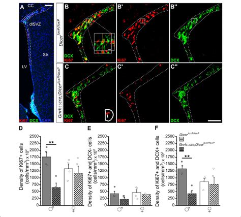 Progenitor Proliferation And Neuronal Differentiation In The