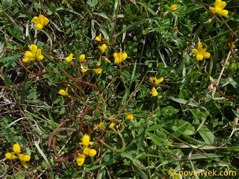 Image Collection Of Wild Vascular Plants Securigera Cretica