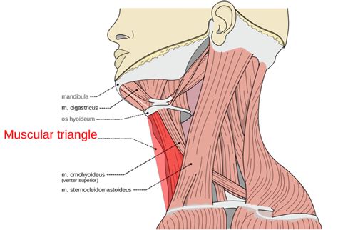 Muscles Of The Floor Of The Posterior Triangle Of The Neck Bios Pics