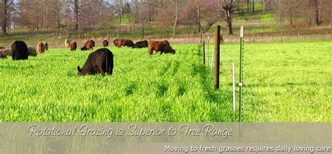 Rain Crow Ranch Grass Fed Cattle Dr Whisnant Cattle Farming