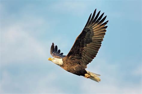 Michigan Bald Eagle Photograph by Pat Eisenberger - Fine Art America